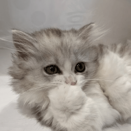 Github Lyman Smoker Nlp Beginner - Premium Gradient Pattern Gallery - Ultra HD