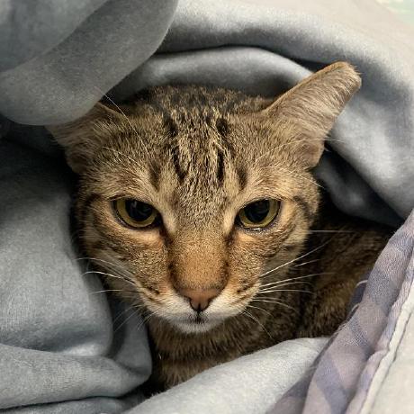 Nektro Meghan Denny Github - Full HD Mountain Illustrations for Desktop