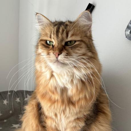 Github Cert Polska Artemis Modules Extra - High Quality Full HD Abstract Wallpapers | Free Download