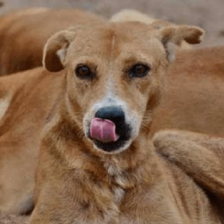 Robbiekiwi Robbie Github - Elegant Mountain Image - High Resolution