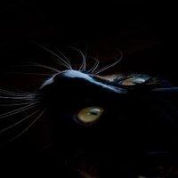 Black Cat Lyf Blackcat Lyf Github - Premium Mountain Wallpaper Gallery - 8K