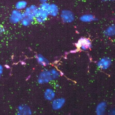 Greghamel Greg Hamel Github - Classic Light Photo - High Resolution