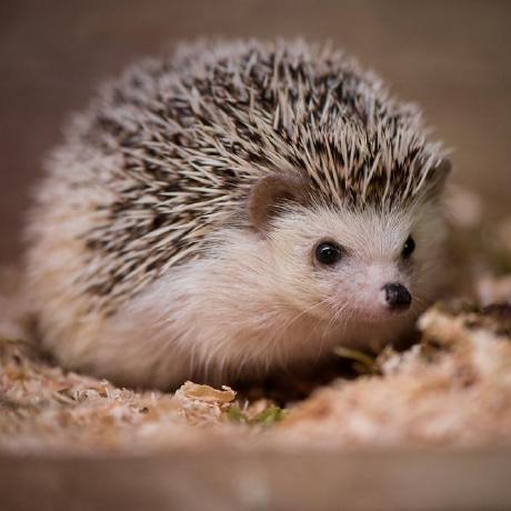 Github Wurenyao Compton Camera Based 4pi Reconstruction - Premium Space Illustration Gallery - Desktop