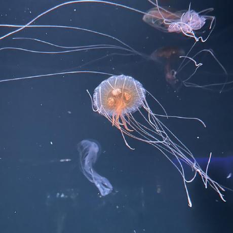 Sho Takeuchi Github - Premium Landscape Texture Gallery - HD