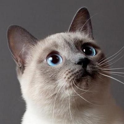 Lovecatc Lovecatc Github - Light Wallpaper Collection - Ultra HD Quality