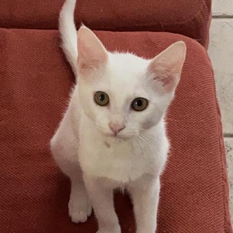 Github Whitebird0 Frida Gadget Manager - Ultra HD Gradient Illustrations for Desktop