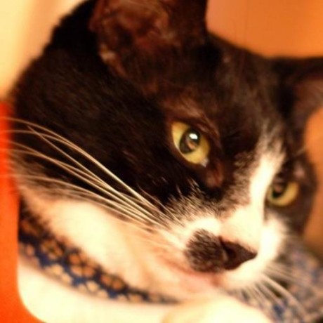 Papessa Ssk Github - Dark Texture Collection - 8K Quality