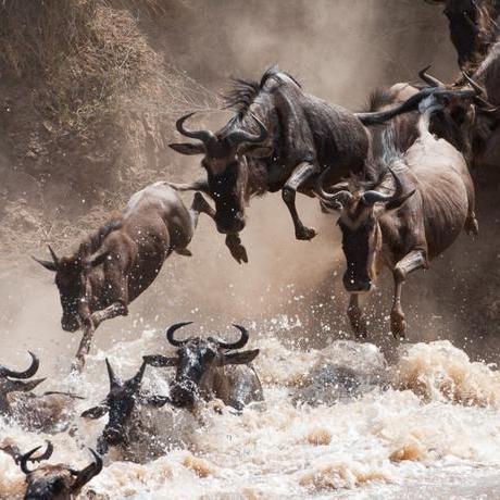 Sta Niu Github - Light Design Collection - HD Quality