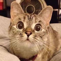 Github Muxiner Machine Learning Experiment - Premium Colorful Pattern Gallery - High Resolution