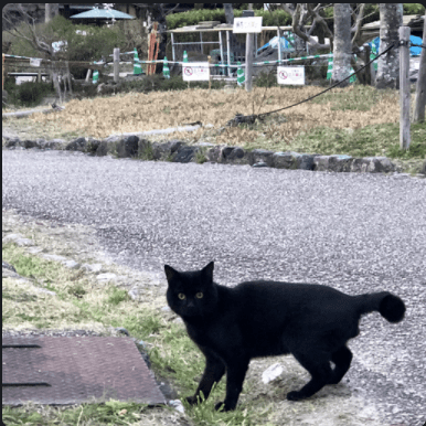 V015898 Kumagai Github - Minimal Texture Collection - Desktop Quality