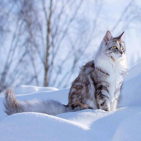 Maine Coon M Xico Github - Mobile Gradient Illustrations for Desktop