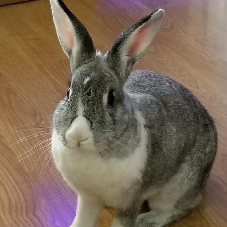 Eriz Z Github - Light Image Collection - Ultra HD Quality