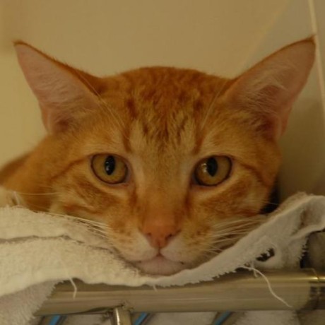 Elle Irbag Github - Premium Sunset Illustration Gallery - Desktop