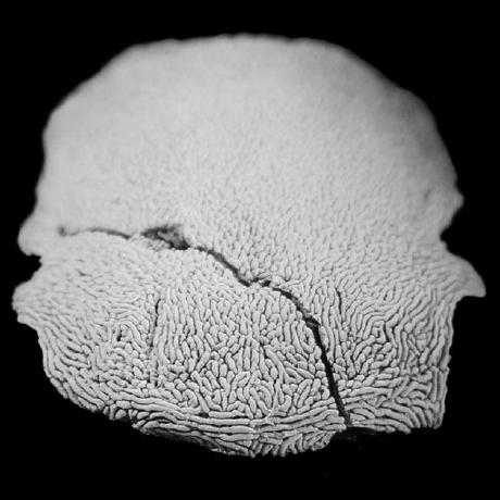 King Ben Benedict King Github - High Resolution Gradient Pictures for Desktop