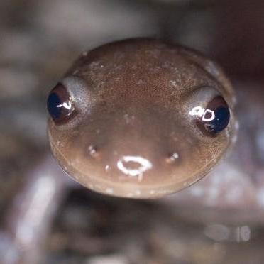 Binary Releases Issue 6 Opensalamander Salamander Github - Download Ultra HD Minimal Texture | Full HD