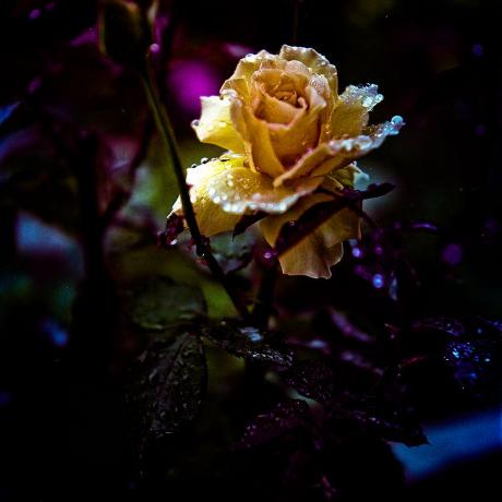 Majestik Magik Github - Download Amazing Vintage Picture | Desktop