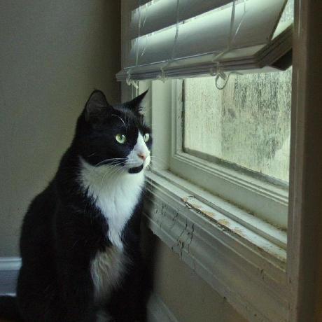 Dendron Visual Studio Marketplace - Stunning Nature Texture - High Resolution