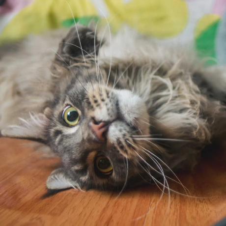 Joyce Organization Github - Download Creative Landscape Pattern | High Resolution