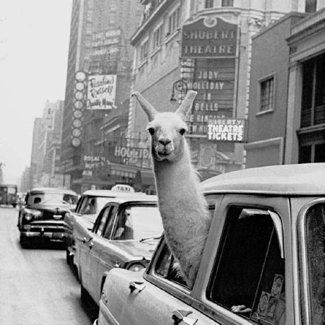 Prokope Paulo Procopio Github - Creative Desktop Light Pictures | Free Download