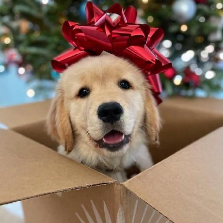 Naincy1927 Naincy Rohela Github - 8K Nature Textures for Desktop