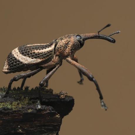 Mountain In Github - Premium Gradient Pattern Gallery - 4K