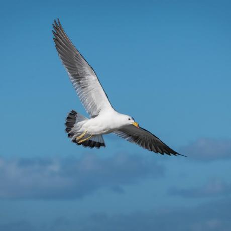 Robert197 Robert Github - Premium Sunset Background Gallery - 8K