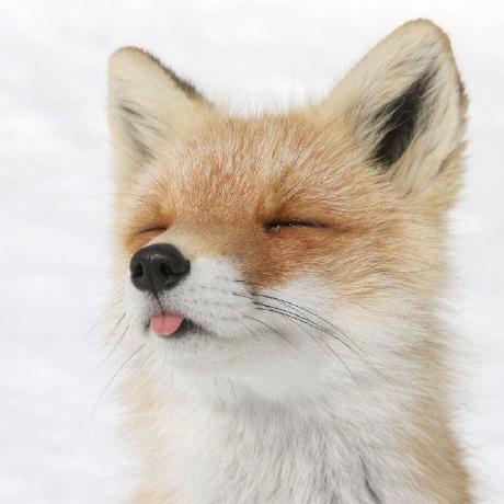 Github Missnishy Fox M Studio - Download Professional Geometric Picture | Full HD