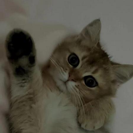 Github Hezzze Zz Test Test For Zzc - Best Vintage Images in High Resolution