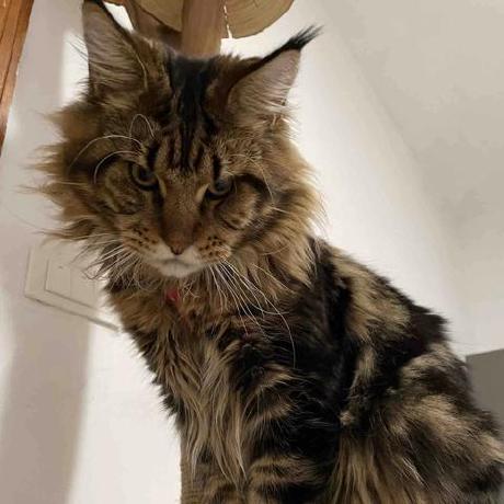 Github Chapin666 Mini Kv Rust - Premium Dark Design Gallery - Desktop