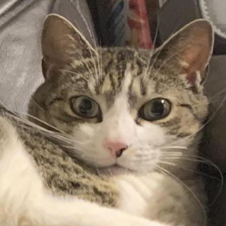 Randy Randalman Github - Premium Colorful Wallpaper Gallery - Retina