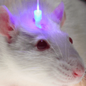 Github Deisseroth Lab Patchclamp Scripts For Python Analysis Of Patch Clamp Recordings - Download Classic Vintage Picture | Desktop