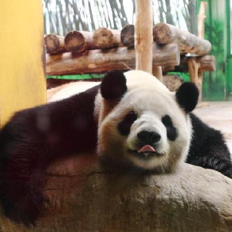 Github Mleoking Leotask Lightweight Productive Reliable Parallel - Abstract Illustration Collection - Full HD Quality