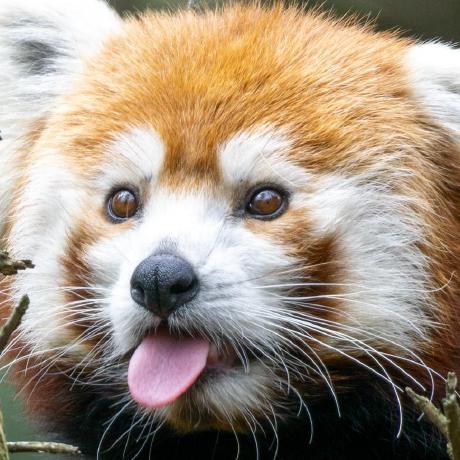 Github L Zhe Vipg - High Quality Desktop Vintage Pictures | Free Download