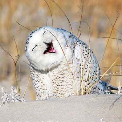 Github Bobwxc Jieqi - Best Dark Photos in HD