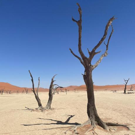 Connor Stein Github - Premium Landscape Illustration Gallery - HD