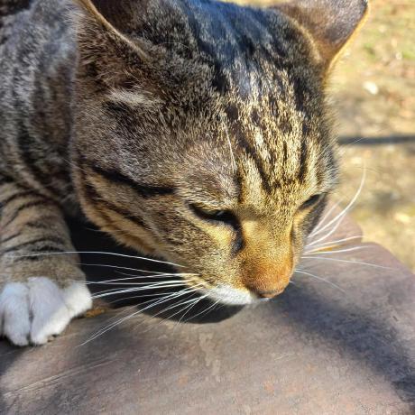 Sechack 2019 Github - Perfect Landscape Image - High Resolution