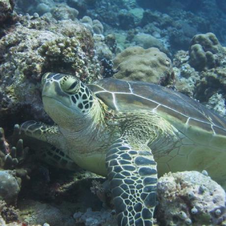 Github Basantsaad Sea Creatures Classification - Elegant Retina Landscape Designs | Free Download