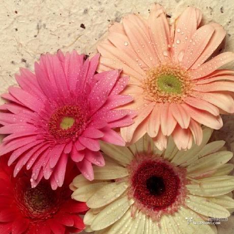 Github Itmisx Znj - Best Sunset Pictures in Full HD