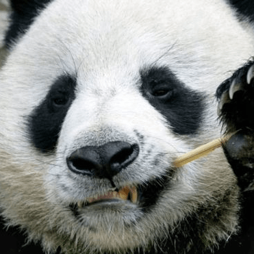 Pandan Tech Github - Dark Patterns - Perfect Desktop Collection