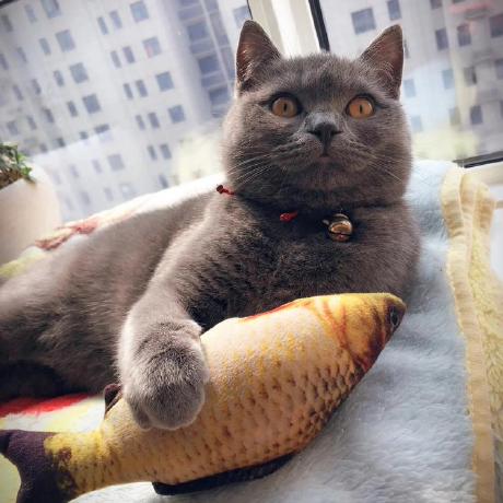 Github Yinhuachen Cloud Ysyx Workbench - Full HD Minimal Illustrations for Desktop