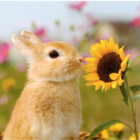 3 Saki Github - Landscape Picture Collection - 4K Quality