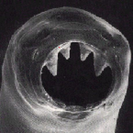 Al1103 Zilong Github - Download Classic Light Picture | 4K