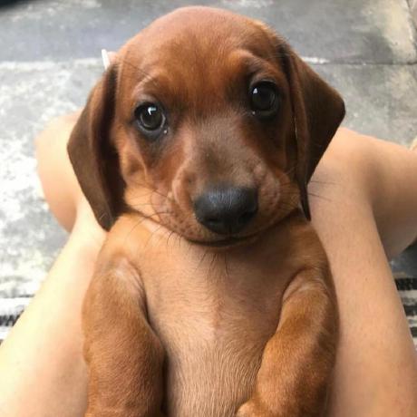 Github Sasha Laurent Test Kebab - Premium Vintage Picture Gallery - Desktop