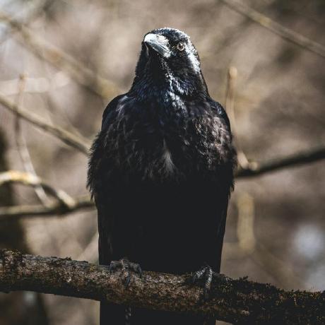 Aarons Nf Aaron Github - Elegant Vintage Illustration - 8K