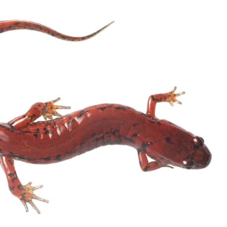 Hirvaeron Alex Bodn R Github - Premium Space Pattern Gallery - 4K