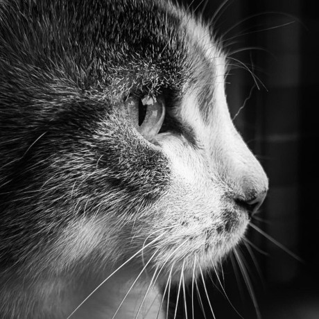 Hannes Hannes M Hleisen Github - Retina Geometric Arts for Desktop