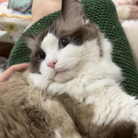 Github Lockzhiner Gstreamer Rockchip - Desktop Ocean Textures for Desktop