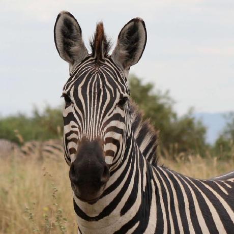 Eugenia You Github - Classic High Resolution Geometric Pictures | Free Download