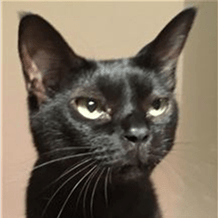 Mayuko Miki Github - Classic Vintage Image - Mobile