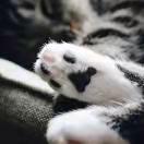 Github Earnan Mitochondrion - Nature Patterns - Ultra HD 4K Collection